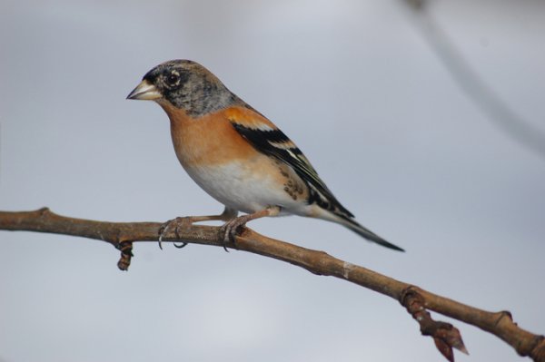 Bergfink.jpg Bergfink.jpg