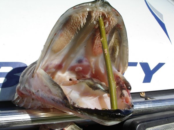 IMGP2203 [Skrivbordsupplösning].JPG