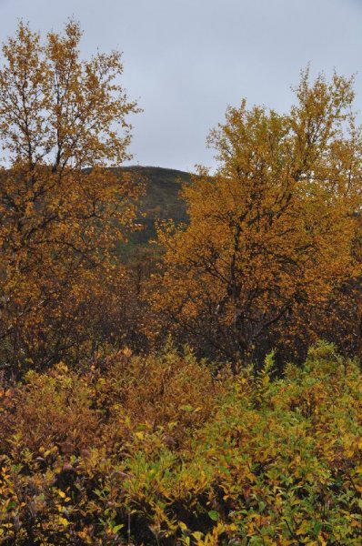 Fjällbjörk.jpg Fjällbjörk.jpg