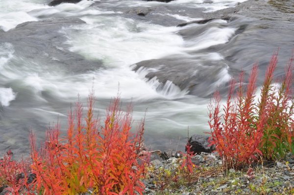 Mjölkört.jpg Mjölkört.jpg