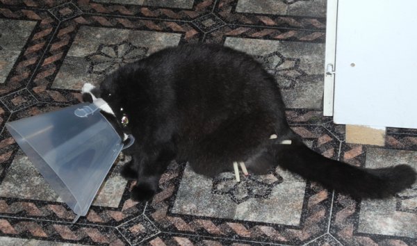 skadad Millan.jpg