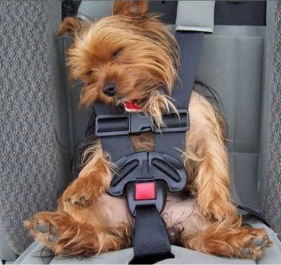 cinturon-seguridad-mascotas.jpg