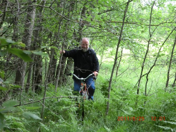 Kingen i Sannaskogen.jpg