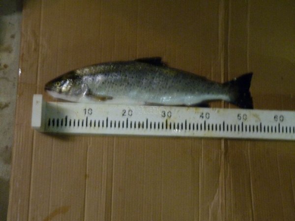 oering_111105.jpg oering_111105.jpg