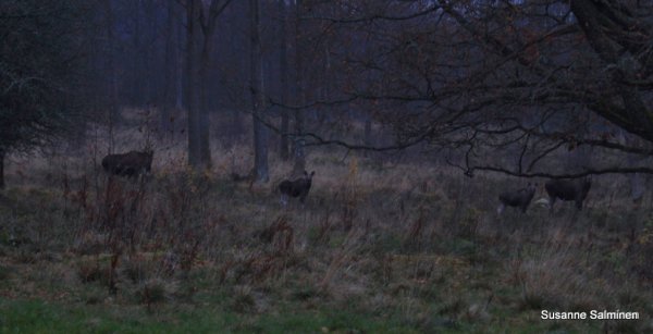 älg 046-3.JPG