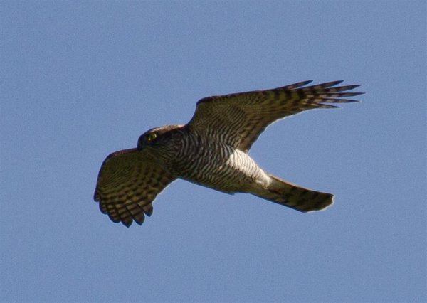 Gåta 3, 1p, art (Large).jpg Gåta 3, 1p, art (Large).jpg