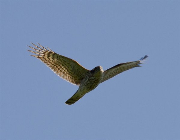 Gåta 3, extrabild 3 (Large).jpg Gåta 3, extrabild 3 (Large).jpg