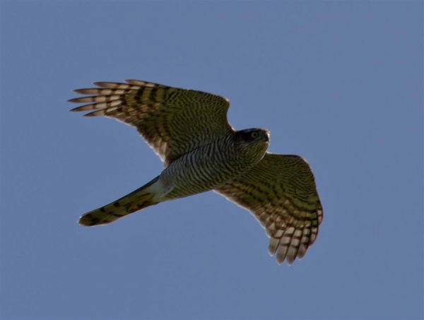 Gåta 3, facit, sparvhök (Large).jpg Gåta 3, facit, sparvhök (Large).jpg