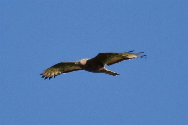 Gåta 4, art, 1p (Large).jpg Gåta 4, art, 1p (Large).jpg