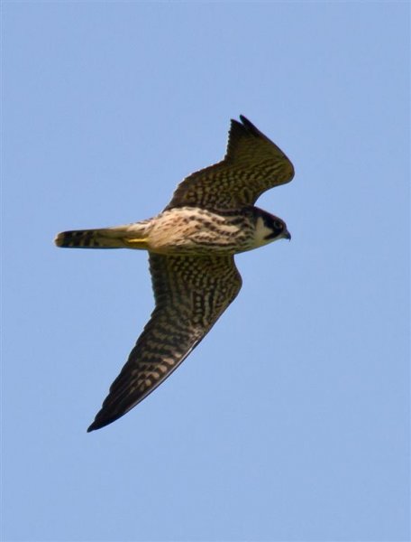 Gåta 7, art, 1p (Large).jpg Gåta 7, art, 1p (Large).jpg