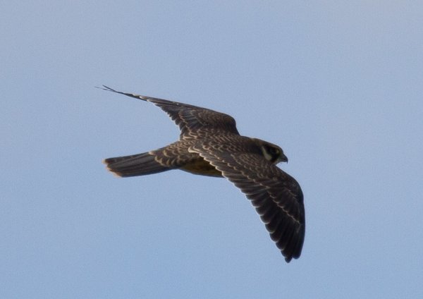 Gåta 7, art, 2p.jpg Gåta 7, art, 2p.jpg