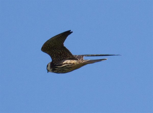 Gåta 7, facit, lärkfalk ungfågel (Large).jpg Gåta 7, facit, lärkfalk ungfågel (Large).jpg