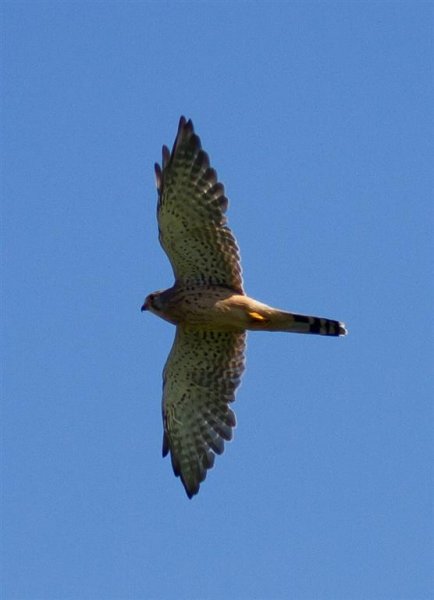 Gåta 12, art, 1p, inhemsk fågel (Large).jpg Gåta 12, art, 1p, inhemsk fågel (Large).jpg