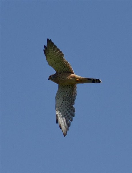 Gåta 12, facit, tornfalk (Large).jpg Gåta 12, facit, tornfalk (Large).jpg