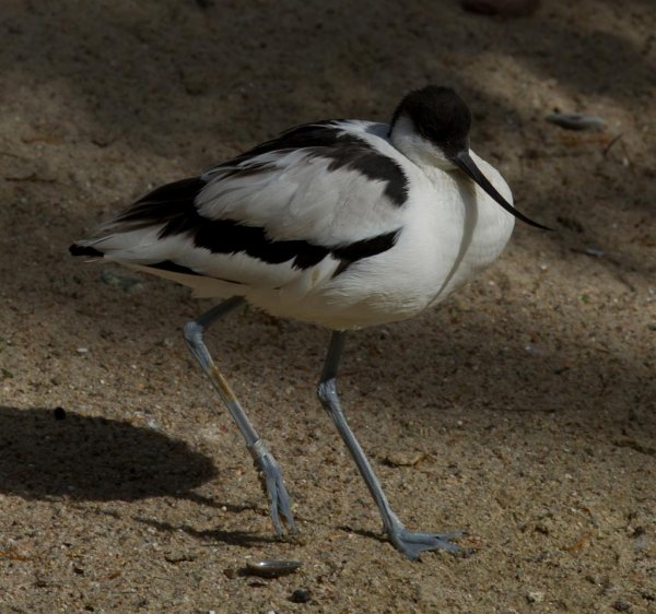 Gåta 14, art, 1p (Large).jpg Gåta 14, art, 1p (Large).jpg