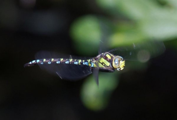 Gåta 13, art och kön, 3p (Large).jpg Gåta 13, art och kön, 3p (Large).jpg