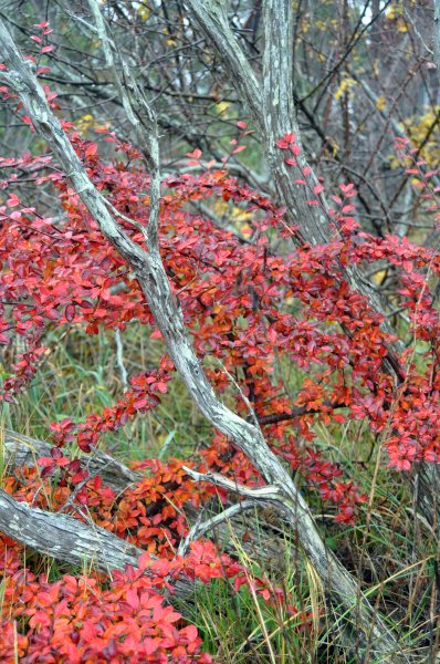 Byrum_1.jpg Byrum_1.jpg