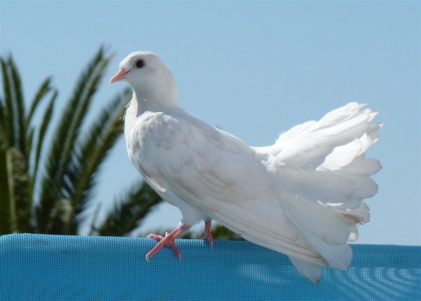 P1030663 (Large).JPG