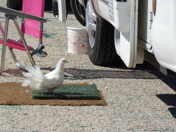 P1030648 (Large).JPG