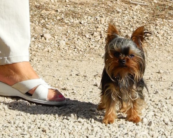 A2 Förargad hund.jpg