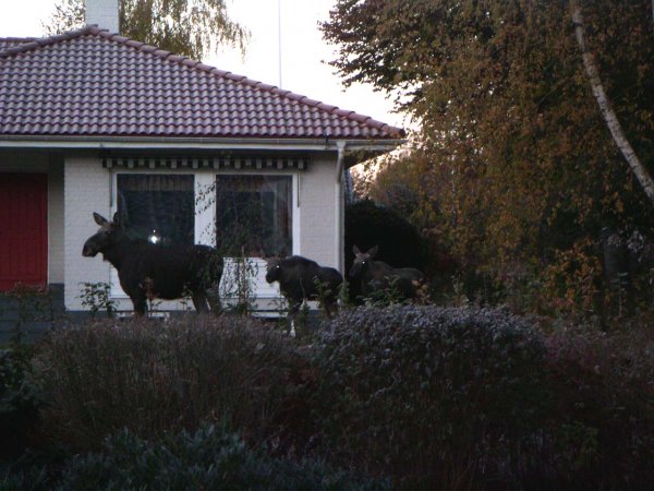 Älg hos Annika & Anders 003.jpg