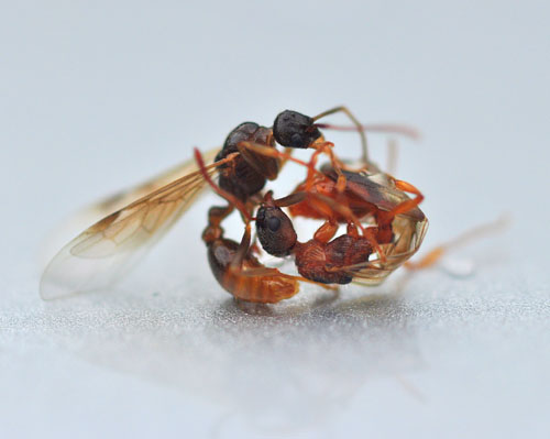 DSC_1521 - Kopia.JPG