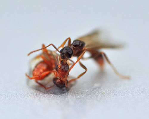 DSC_1516 - Kopia.JPG