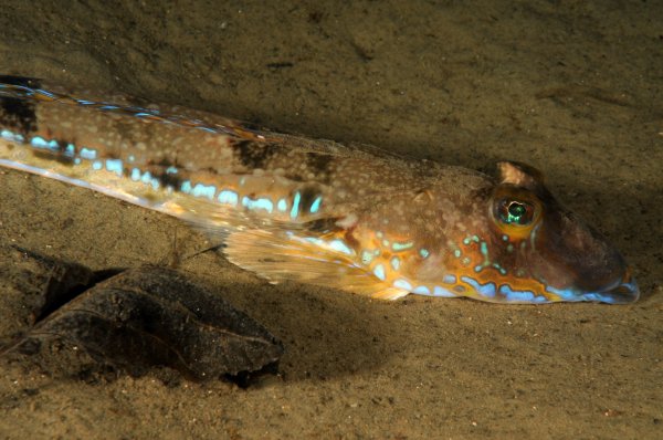 27 1 4.jpg 27 1 4.jpg