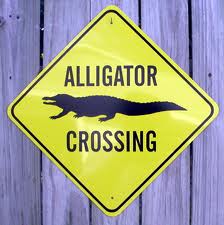 gator crossing.jpg