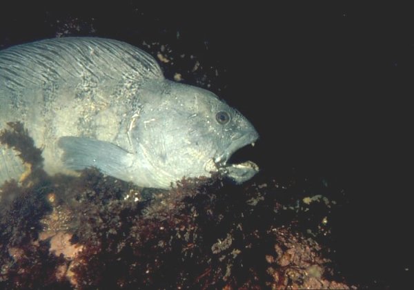 Scan20022x.jpg Scan20022x.jpg