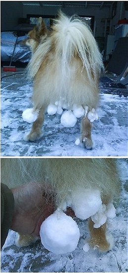 Bassirumpa snö collage2.jpg