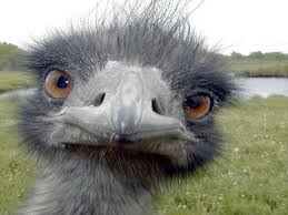 Australisk Emu.jpg