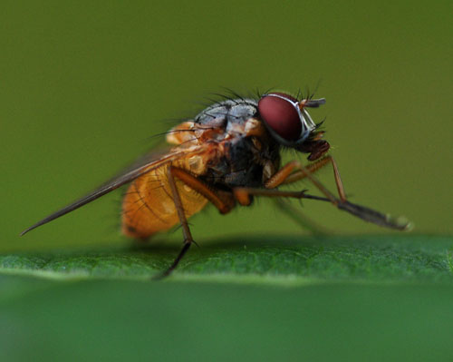 DSC_0426 - Kopia.JPG