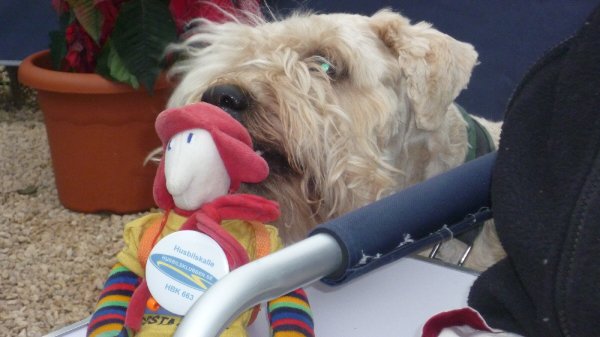 Kalle97.JPG Kalle97.JPG