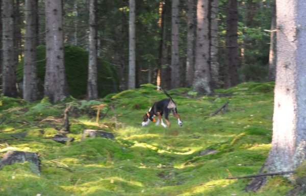 Tizzla_i_skogen.jpg Tizzla_i_skogen.jpg