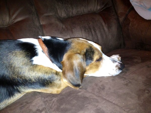 Tizzla.JPG Tizzla.JPG