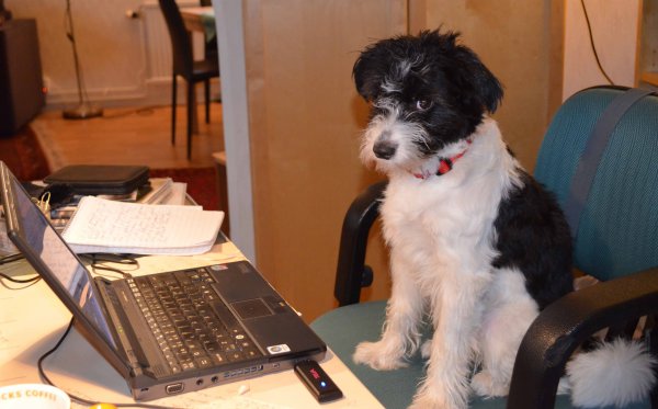 Cheeta vid datorn 1  LÅG 0156.jpg