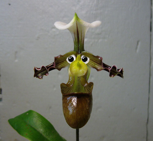 002 - Kopia.jpg 002 - Kopia.jpg