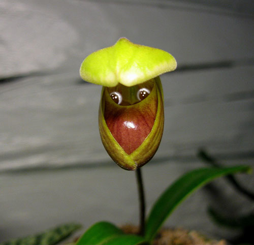 011 - Kopia.jpg 011 - Kopia.jpg