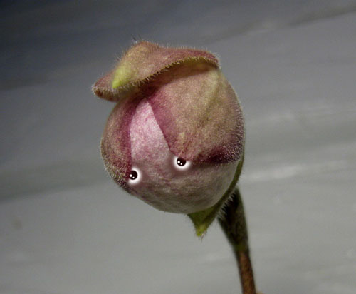 014 - Kopia.jpg 014 - Kopia.jpg