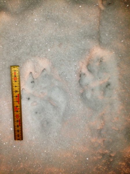 Vargspår.JPG Vargspår.JPG