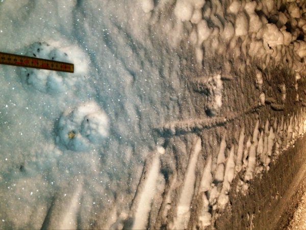 Varglöpa.JPG Varglöpa.JPG