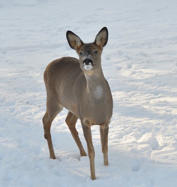 Stolt Lill-lisa_sm.jpg