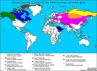 distribucion_actual_subespecies_lobo.jpg