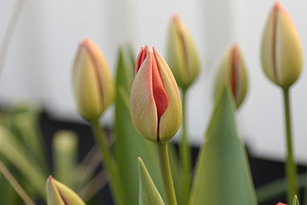 tulpanknopp.jpg