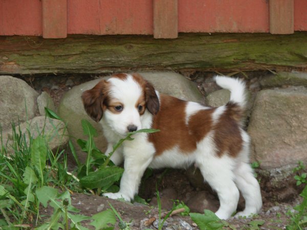 hundvalpar 014.jpg hundvalpar 014.jpg