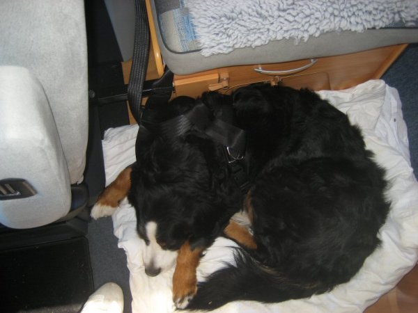 Ebba i bälte.jpg Ebba i bälte.jpg