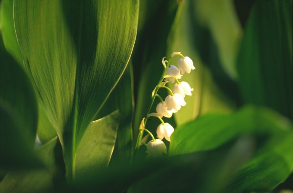 Liljekonvaljw.jpg