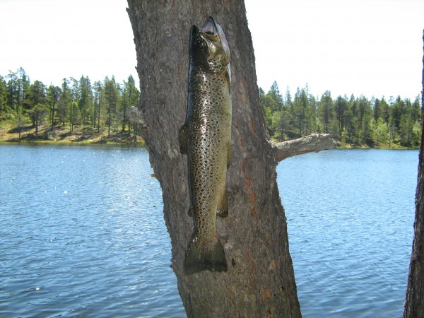 härjedalen 078.JPG härjedalen 078.JPG