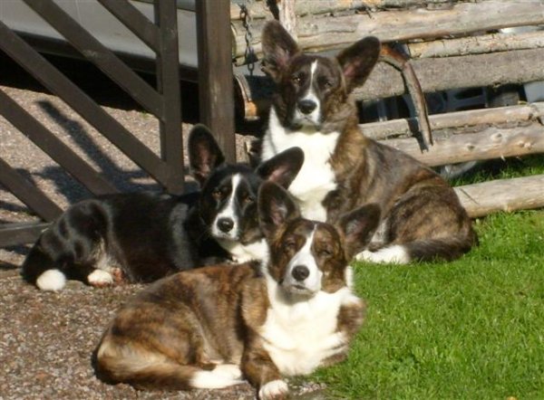 VIDGRINDEN1 (Small).jpg